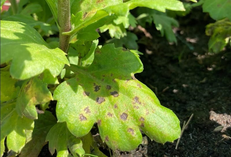 Bệnh đốm lá do nấm Alternaria chrysanthemi gây ra
