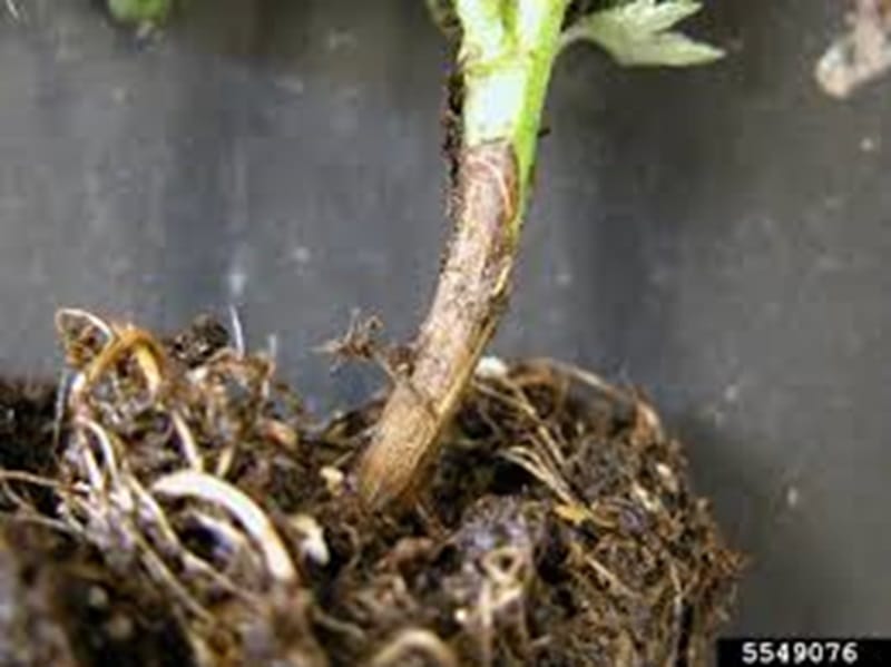 Bệnh thối rễ trên cây hoa cúc làm chết cây hàng loạt