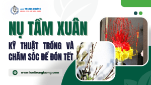 Kỹ thuật trồng và chăm sóc nụ tầm xuân để đón tết