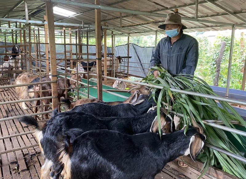 Cách cho dê ăn đúng cách và đảm bảo dê phát triển ổn định - Lưới Trung Lương Cách cho dê ăn đúng cách và đảm bảo dê phát triển ổn định