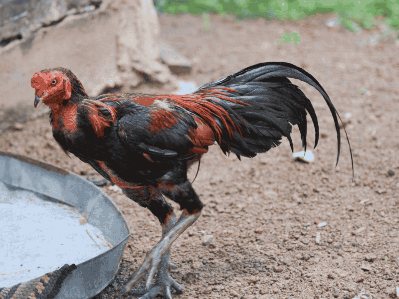 Cách chọn gà nòi giống để thành gà đá