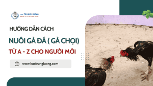Cách nuôi gà đá, gà chọi từ A - Z cho người mới