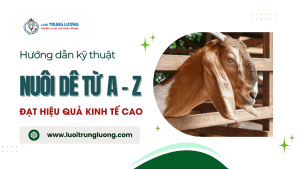Hướng dẫn cách nuôi dê từ A - Z