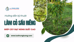 Kỹ thuật làm cỏ sầu riêng