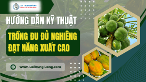 Kỹ thuật trồng đu đủ nghiêng