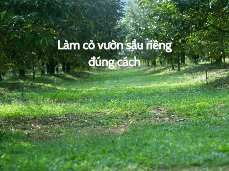 Làm cỏ sầu riêng đúng cách giúp cây phát triển ổn định - Lưới Trung Lương Làm cỏ sầu riêng đúng cách giúp cây phát triển ổn định