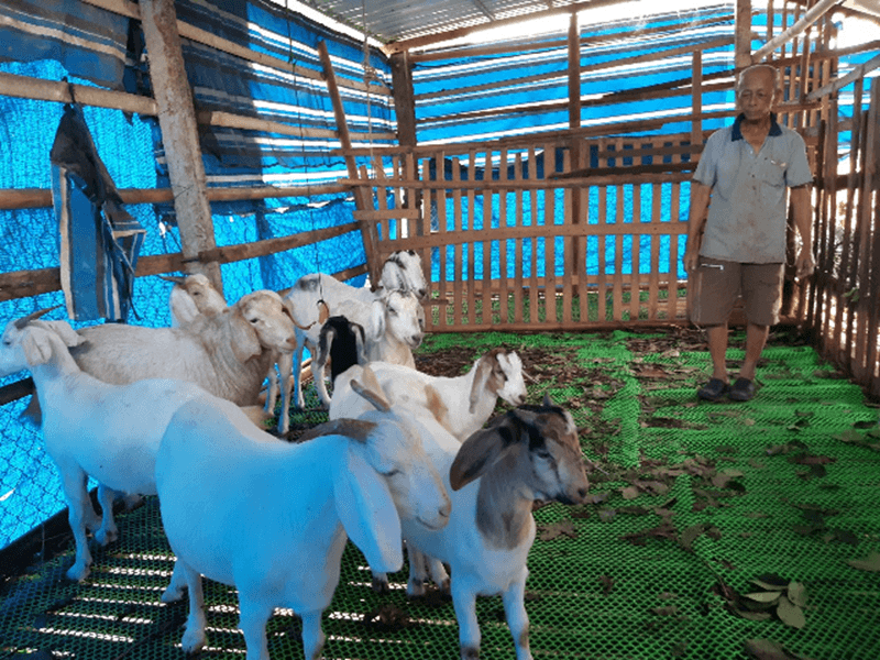 Lưới nhựa lót sàn nuôi dê giúp dễ dàng vệ sinh hơn - Lưới Trung Lương Lưới nhựa lót sàn nuôi dê giúp dễ dàng vệ sinh hơn