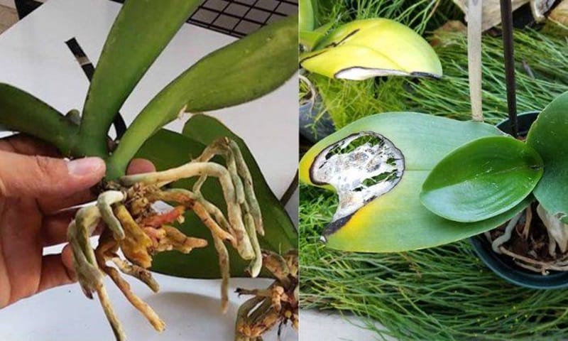 Bệnh gây hại cho hoa lan hồ điệp - Lưới Trung Lương Bệnh gây hại cho hoa lan hồ điệp