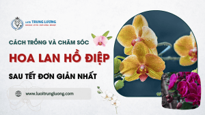 cách trồng và chăm sóc lan hồ điệp sau tết