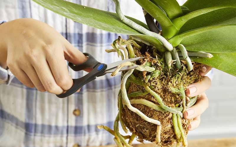 Cắt các rễ cũ bị thối hoặc khô để chuẩn bị vào chậu mới - Lưới Trung Lương Cắt các rễ cũ bị thối hoặc khô để chuẩn bị vào chậu mới