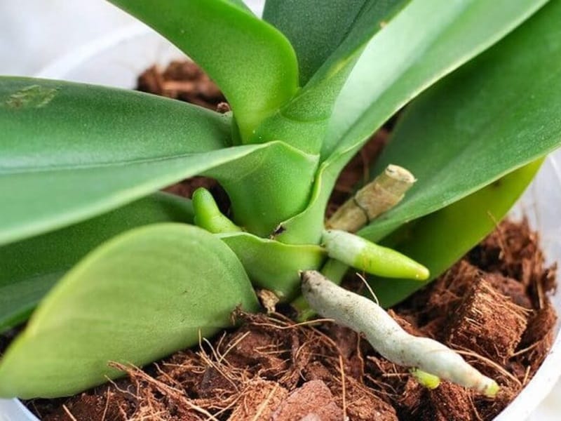 Chăm sóc hoa lan hồ điệp sau tết rất đơn giản - Lưới Trung Lương Chăm sóc hoa lan hồ điệp sau tết rất đơn giản