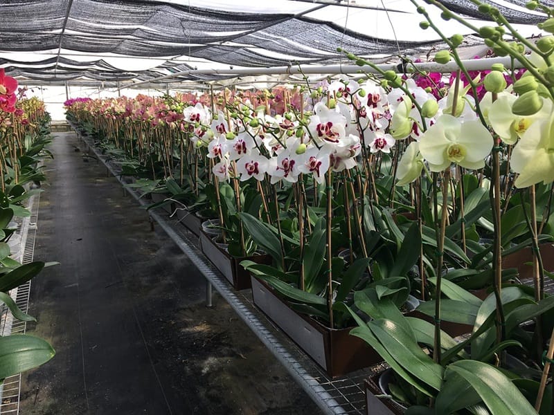Lưới che năng lợp mái trồng hoa lan - Lưới Trung Lương Lưới che năng lợp mái trồng hoa lan