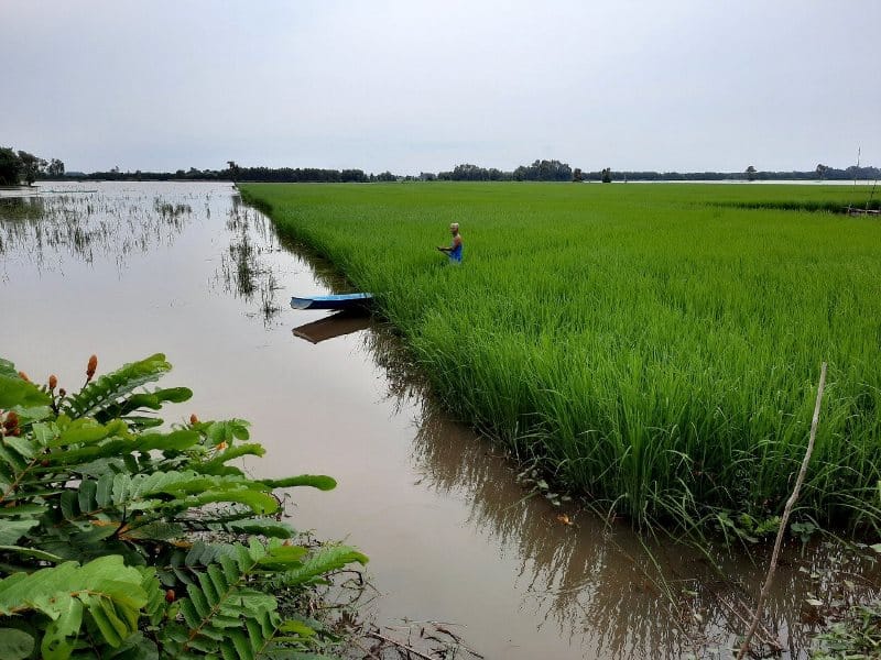 Cải tạo lại ruộng lúa để nuôi cua - Lưới Trung Lương Cải tạo lại ruộng lúa để nuôi cua