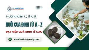 Kỹ thuật nuôi cua đinh thương phẩm