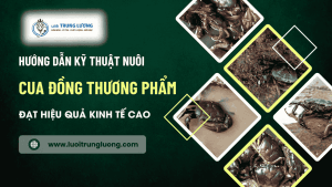 Kỹ thuật nuôi cua đồng thương phẩm đạt hiệu quả cao