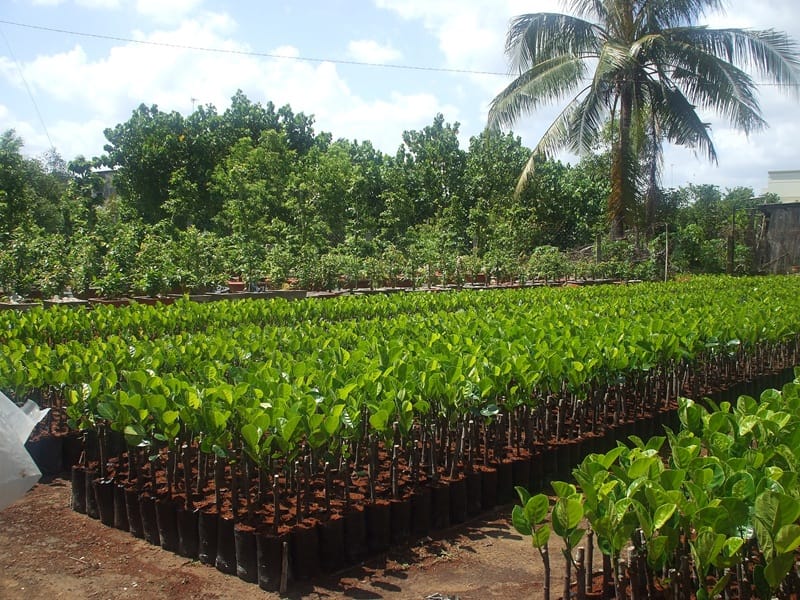 Cây giống cần được chăm sóc và chống nắng - Lưới Trung Lương Cây giống cần được chăm sóc và chống nắng