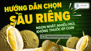 Cách chọn quả sầu riêng ngon nhất, nhiều múi, không thuốc ép chín