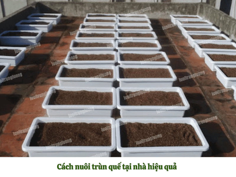 Cách nuôi trùn quế tại nhà hiệu quả