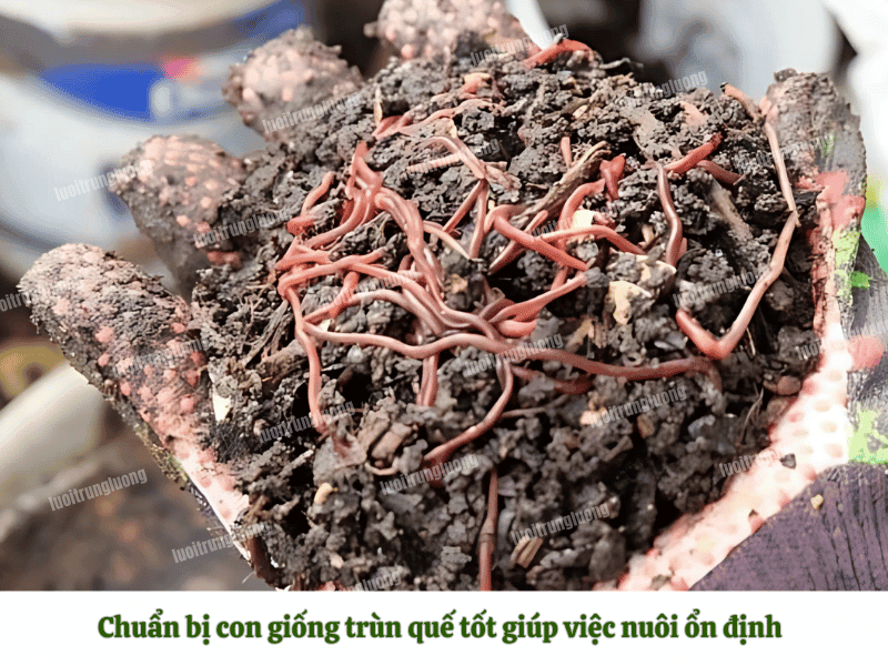 Chuẩn bị con giống trùn quế tốt giúp việc nuôi ổn định