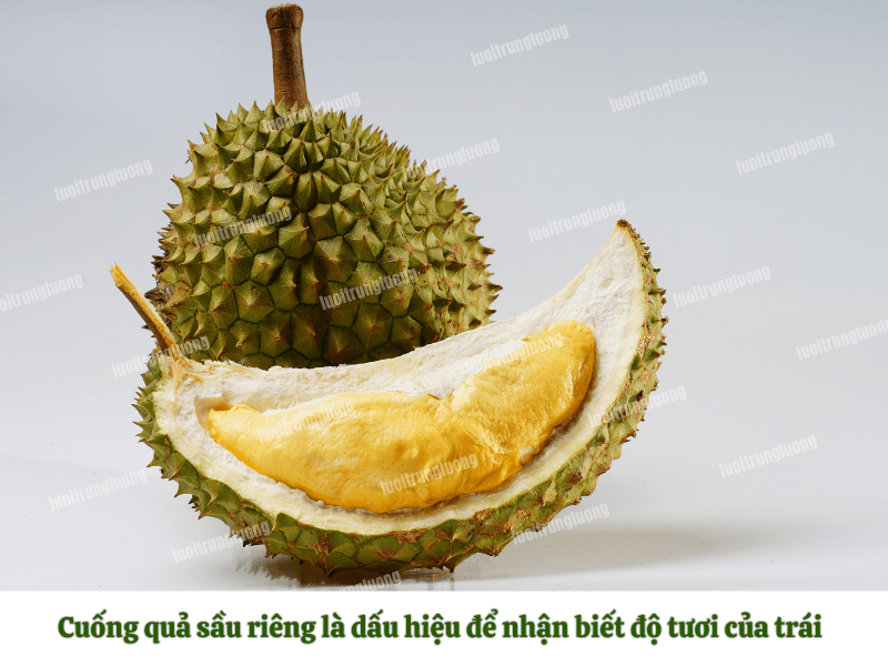 Cuống quả sầu riêng là dấu hiệu để nhận biết độ tươi của trái
