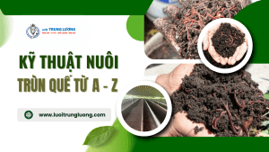 Kỹ thuật nuôi trùn quế từ A - Z cho bà con nông dân