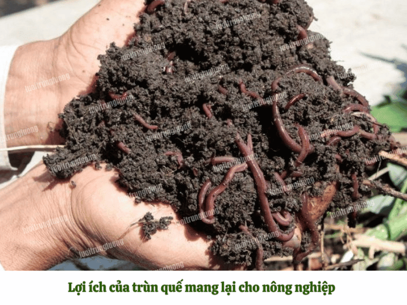 Lợi ích của trùn quế mang lại cho nông nghiệp
