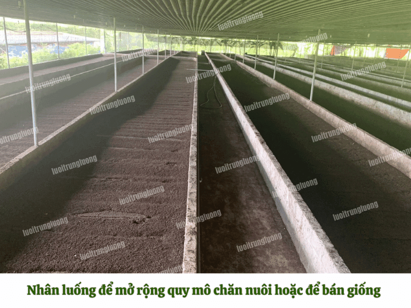 Nhân luống để mở rộng quy mô chăn nuôi hoặc để bán giống trùn quế
