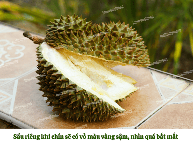 Sầu riêng khi chín sẽ có vỏ màu vàng sậm, nhìn quá bắt mắt