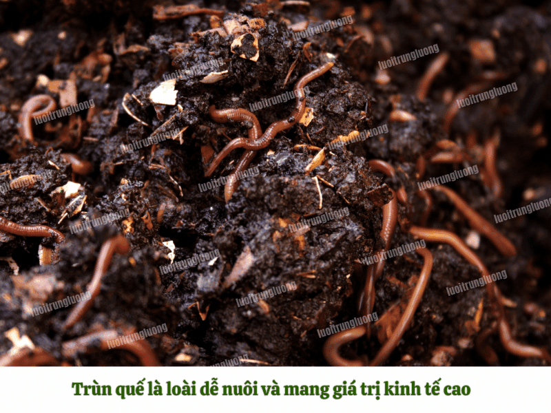 Trùn quế là loài dễ nuôi và mang giá trị kinh tế cao - Lưới Trung Lương Trùn quế là loài dễ nuôi và mang giá trị kinh tế cao