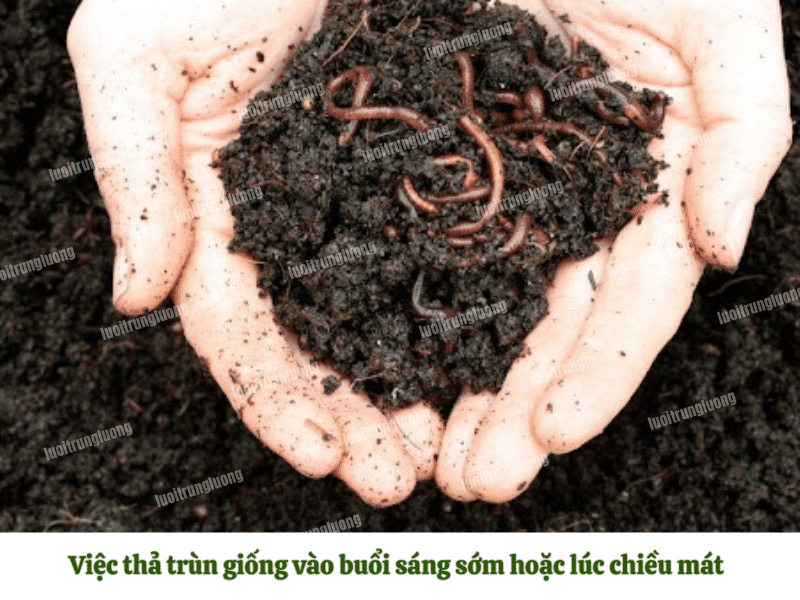 Việc thả trùn giống nên được thực hiện vào buổi sáng sớm hoặc lúc chiều mát
