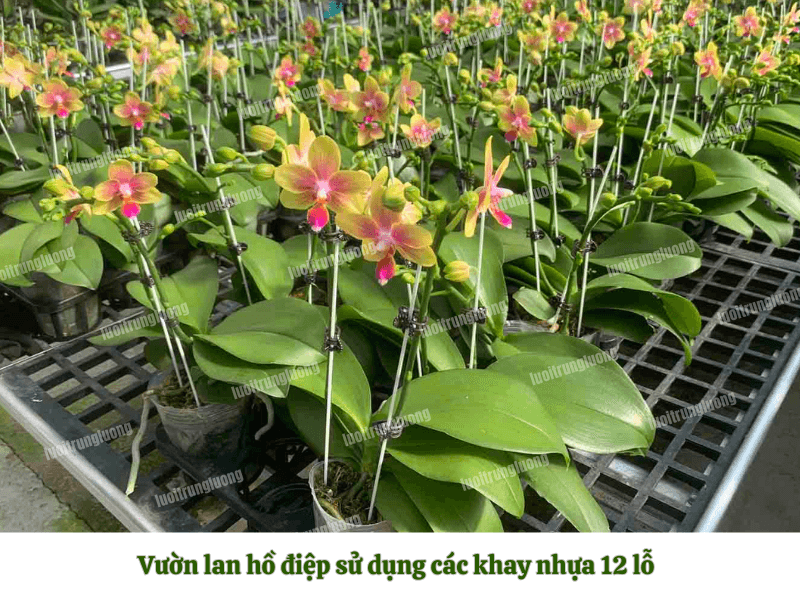 Khay nhựa đen trồng lan hồ điệp có độ bền cao
