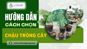 Hướng dẫn cách chọn chậu trồng cây phù hợp