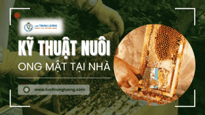 Kỹ thuật nuôi ong mật tại nhà cho người mới bắt đầu