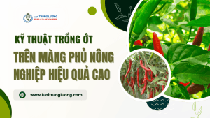 Kỹ thuật trồng ớt trên màng phủ nông nghiệp