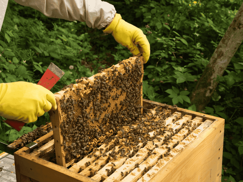 Nghề nuôi ong mật tại nhà mang lại hiệu quả kinh tế bền vững - Lưới Trung Lương Nghề nuôi ong mật tại nhà mang lại hiệu quả kinh tế bền vững
