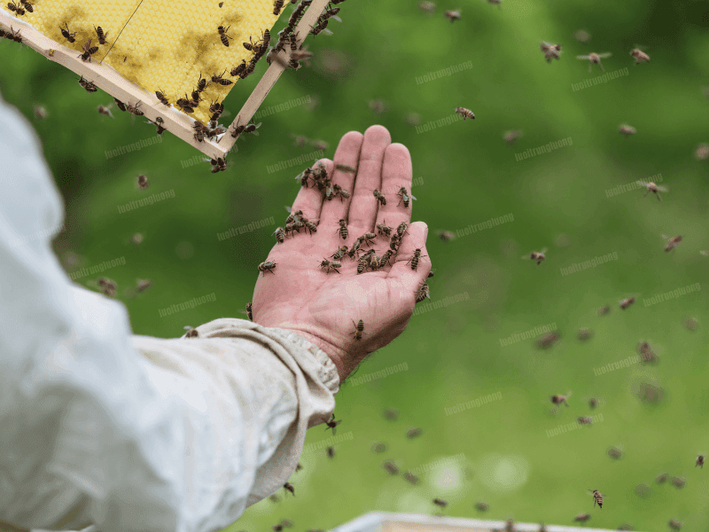 Những lưu ý khi nhập các bầy ong mật nhỏ lại với nhau - Lưới Trung Lương Những lưu ý khi nhập các bầy ong mật nhỏ lại với nhau