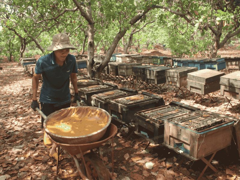 Thùng ong là nơi sinh sống và làm tổ của ong - Lưới Trung Lương Thùng ong là nơi sinh sống và làm tổ của ong