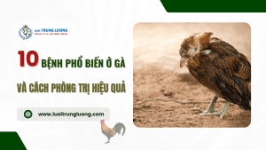 10 bệnh phổ biến ở gà và cách phòng trị hiệu quả