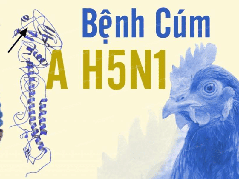 Cúm gia cầm H5N1 ở gà gây chết nhanh, lây lan mạnh - Lưới Trung Lương Cúm gia cầm H5N1 ở gà gây chết nhanh, lây lan mạnh