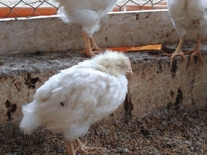 Gà con bị gumboro với dấu hiệu tiêu chảy, suy nhược - Lưới Trung Lương Gà con bị gumboro với dấu hiệu tiêu chảy, suy nhược