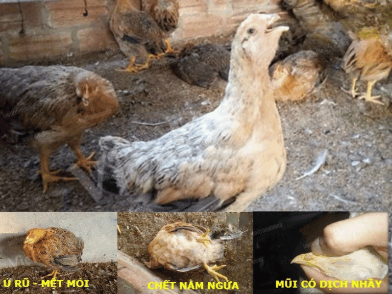 Gà mắc ORT với triệu chứng ho khẹc, khó thở - Lưới Trung Lương Gà mắc ORT với triệu chứng ho khẹc, khó thở