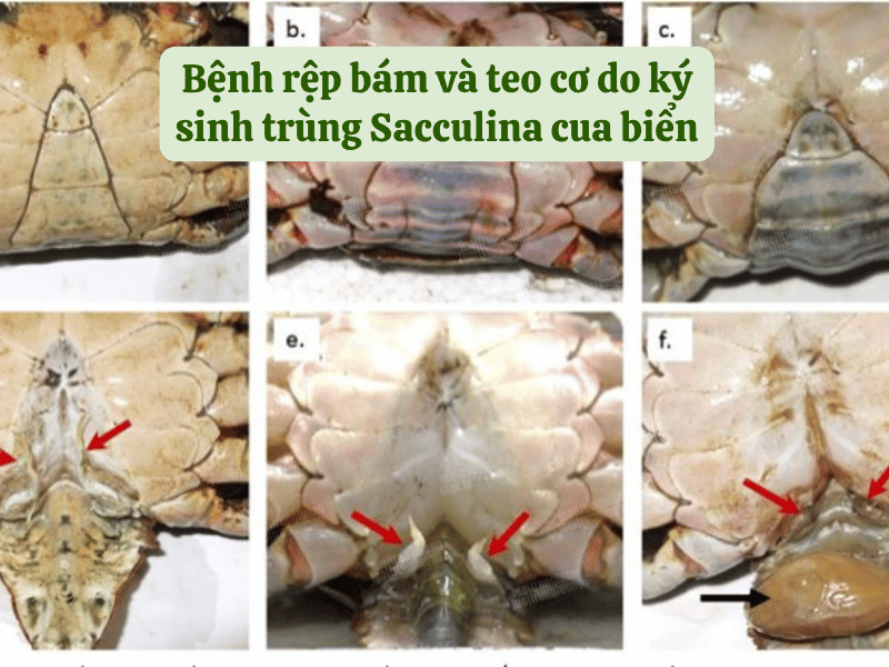 Bệnh rệp bám và teo cơ do ký sinh trùng Sacculina cua biển - Lưới Trung Lương Bệnh rệp bám và teo cơ do ký sinh trùng Sacculina cua biển