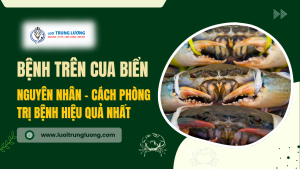 Bệnh trên cua biển thường gặp và cách phòng trị hiệu quả