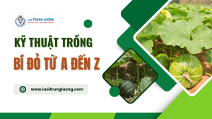 Kỹ thuật trồng bí đỏ cho bà con nông dân đầy đủ nhất