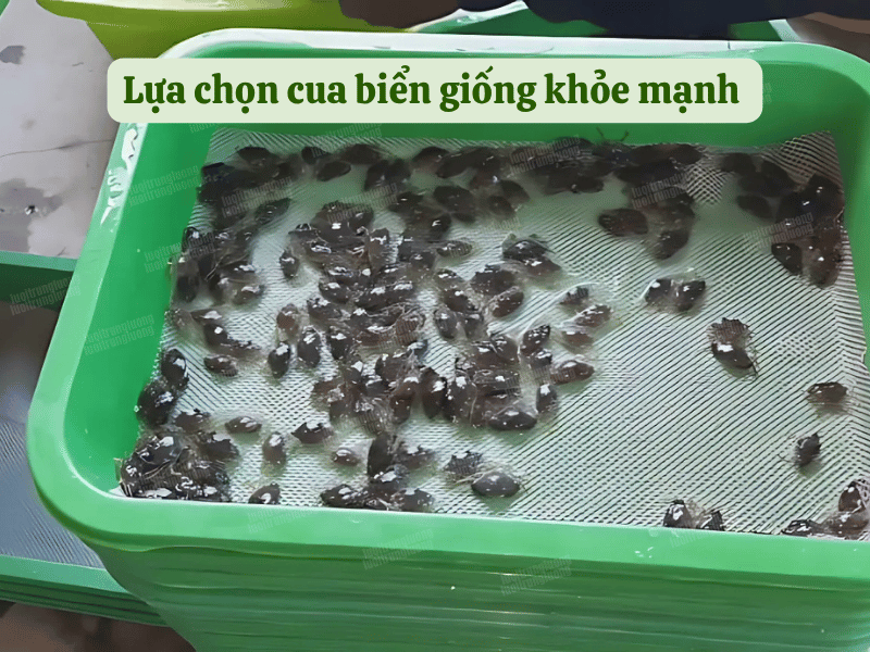 Lựa chọn cua biển giống khỏe mạnh - Lưới Trung Lương Lựa chọn cua biển giống khỏe mạnh