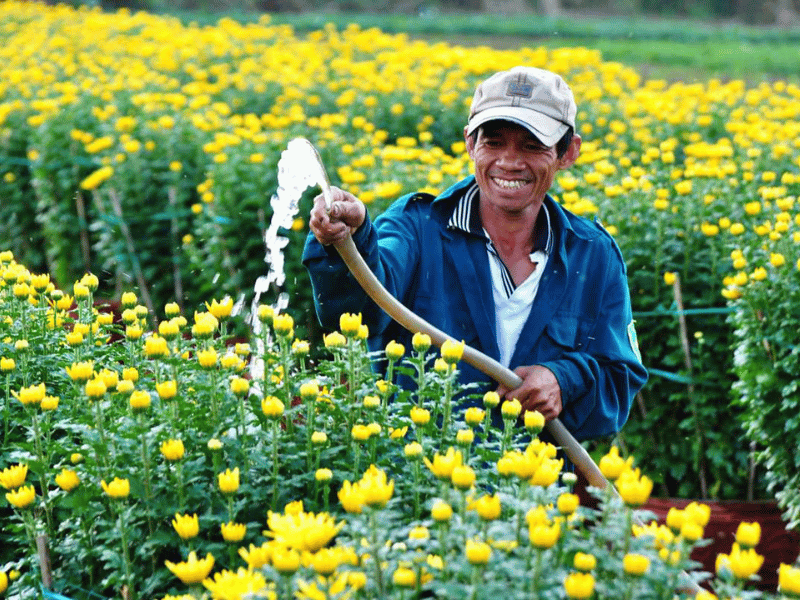 Người trồng hoa cúc thực hiện kỹ thuật trồng đúng mật độ và tưới nước hợp lý - Lưới Trung Lương Người trồng hoa cúc thực hiện kỹ thuật trồng đúng mật độ và tưới nước hợp lý