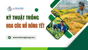 Cách trồng hoa cúc nở đúng Tết