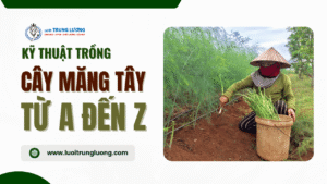 Kỹ thuật trồng măng tây từ A - Z cho bà con nông dân