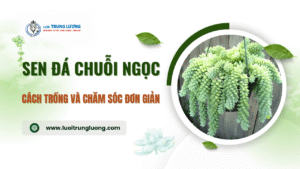 Hướng dẫn cách trồng cây sen đá chuỗi ngọc trong chậu