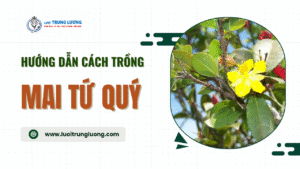 Mai tứ quý hướng dẫn cách trồng và chăm sóc từ A - Z